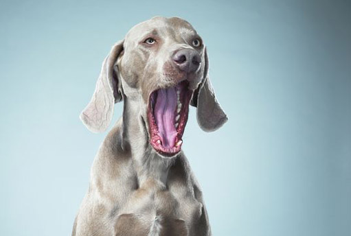 130807.dog-yawning.jpg