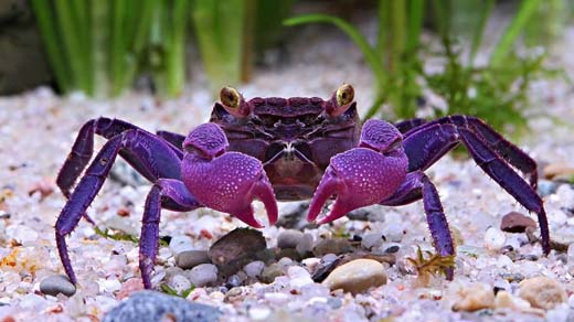 150308.crab.jpg