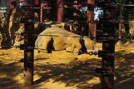 zoo01.1.elephant.JPG