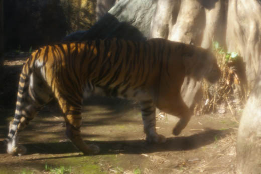 zoo07.1.tiger.jpeg