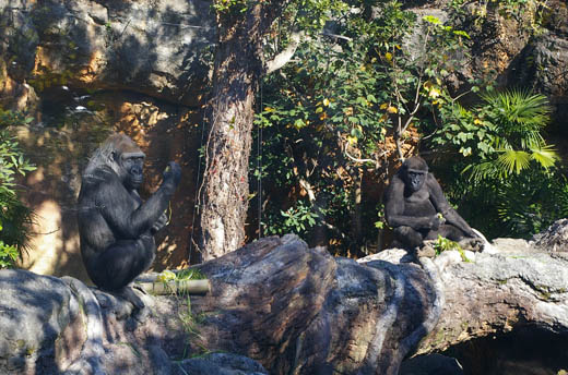 zoo08.1.gorilla.jpeg