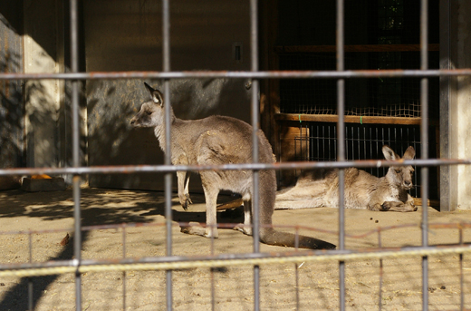 zoo10.1.kangaroo.jpg