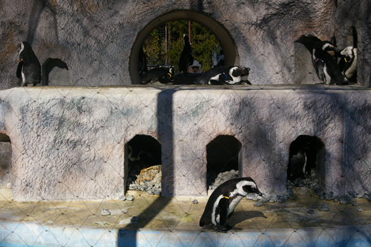 zoo11.1.penguin.jpeg